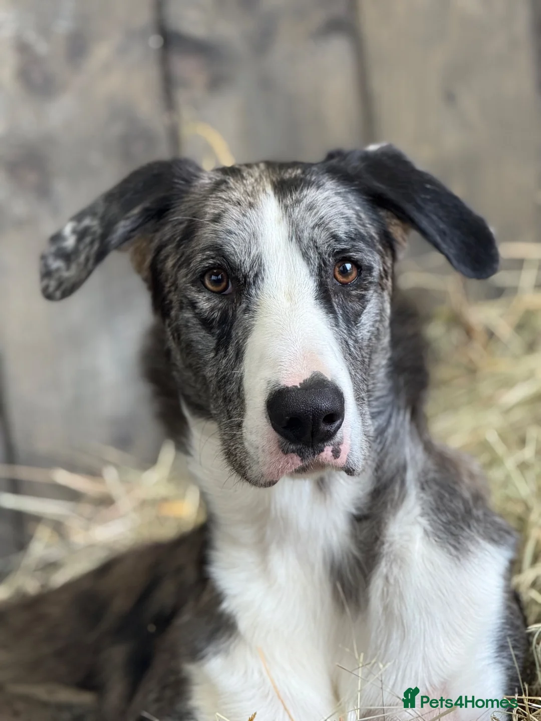 Lurcher dogs for sale: 2yo Blue Merle Lurcher, lovely kind and sweet  in Beaworthy - Advert 1