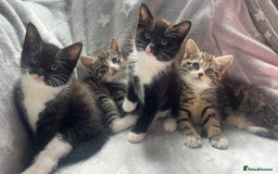 Mixed Breed cats for sale: kittens ready for reservation  - Image 6