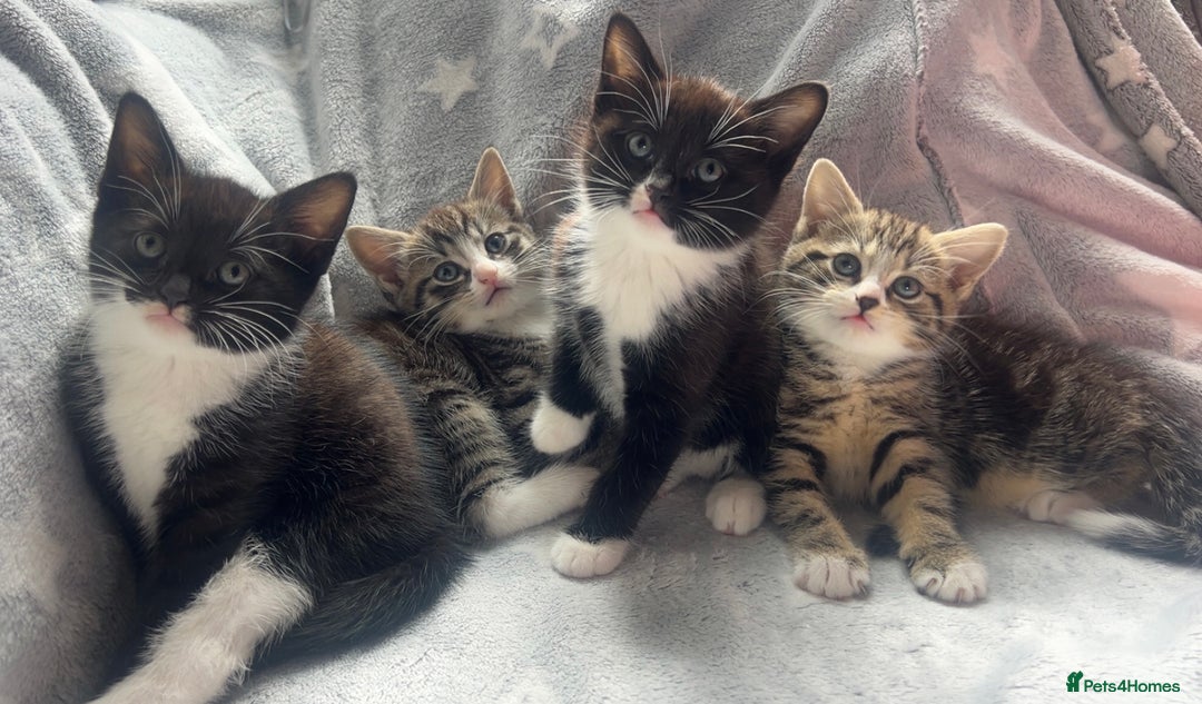 Mixed Breed cats for sale: kittens ready for reservation  - Image 6