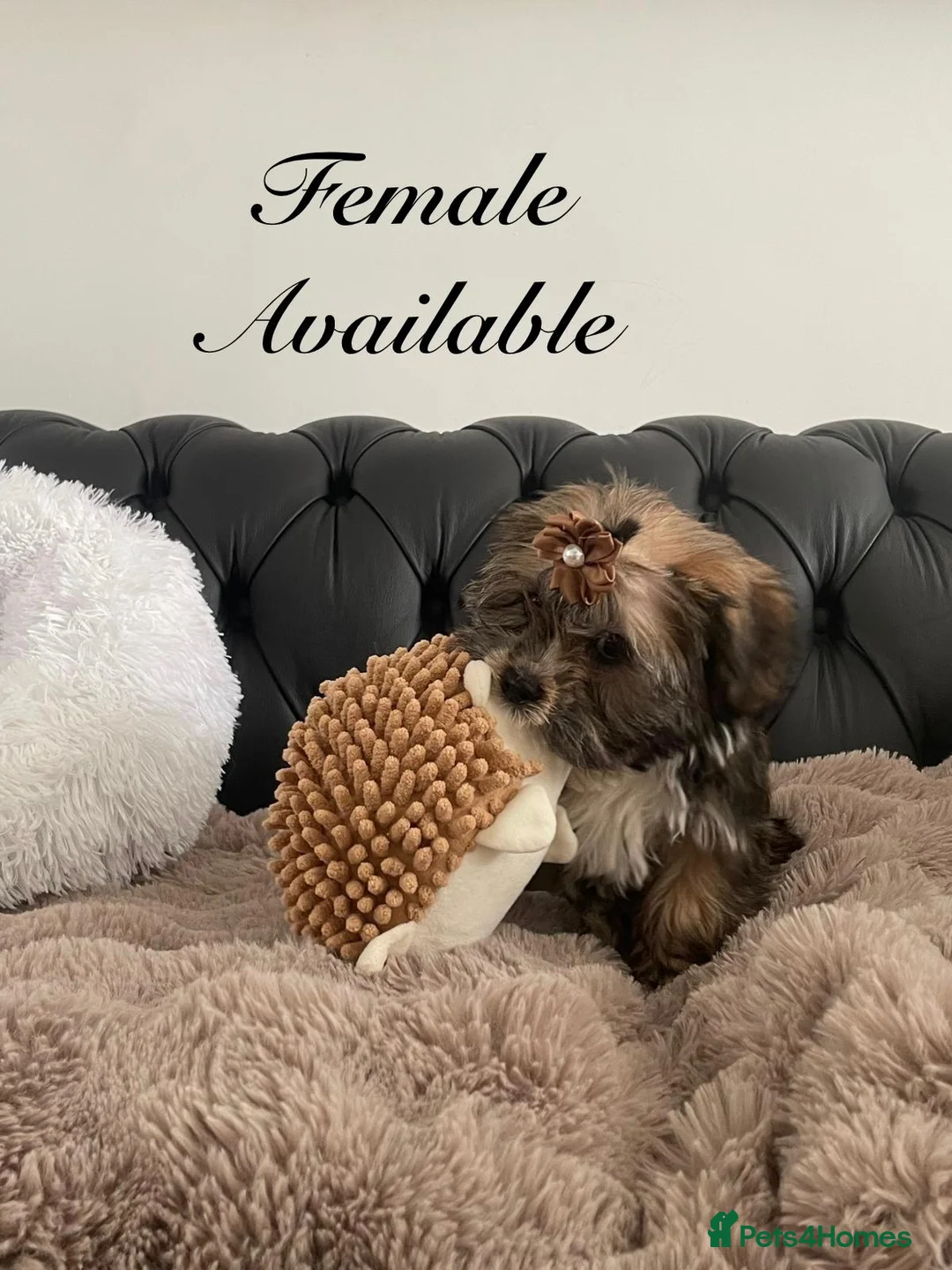 Shorkie dogs for sale: Shorkies Full vaccine £950 ready now - Advert 2