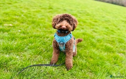 Labradoodle dogs for sale:  Mini toy labradoodle needing a new home  - Image 18