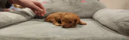 Labradoodle dogs for sale: 🐾 Beautiful F2b Mini Labradoodle Puppies  - Advert 34