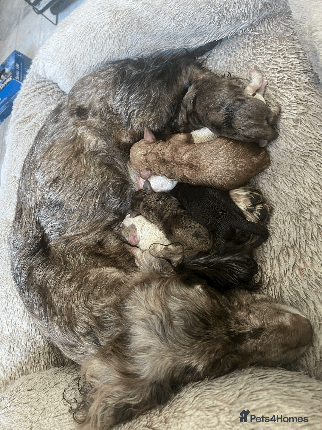 Cocker Spaniel dogs for sale: Working Cocker Spaniels - Image 1