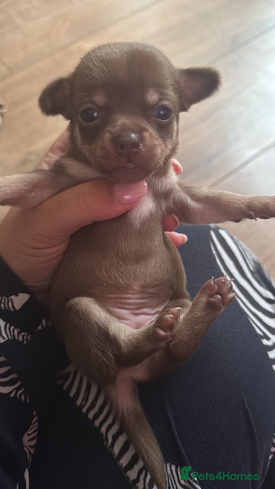 Chihuahua dogs for sale: Beautiful chihuahua pups - Image 8
