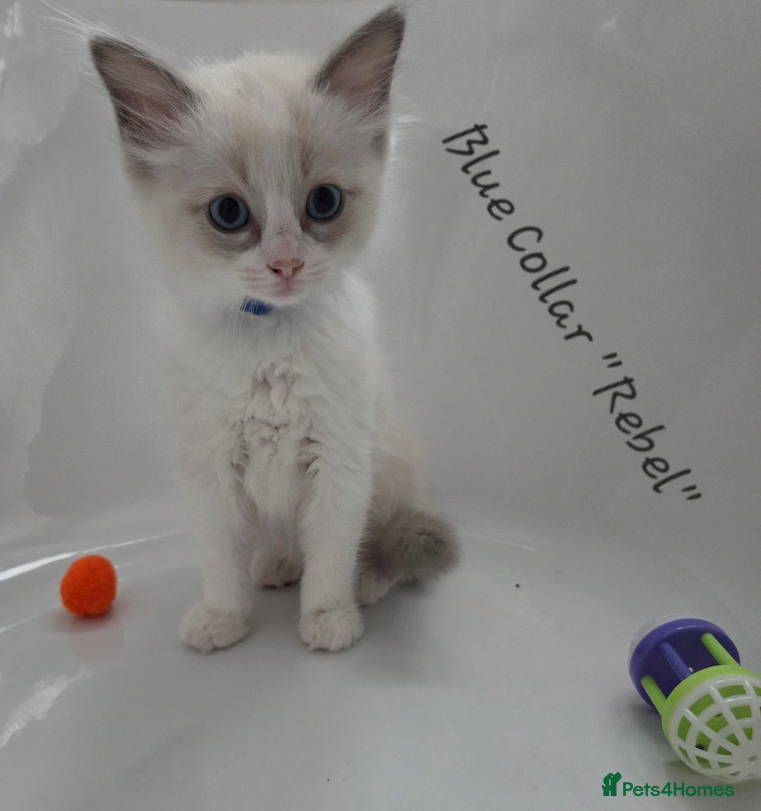 Ragdoll cats for sale: GCCF REGISTERED FULL PEDIGREE RAGDOLL KITTENS 😸  - Image 7
