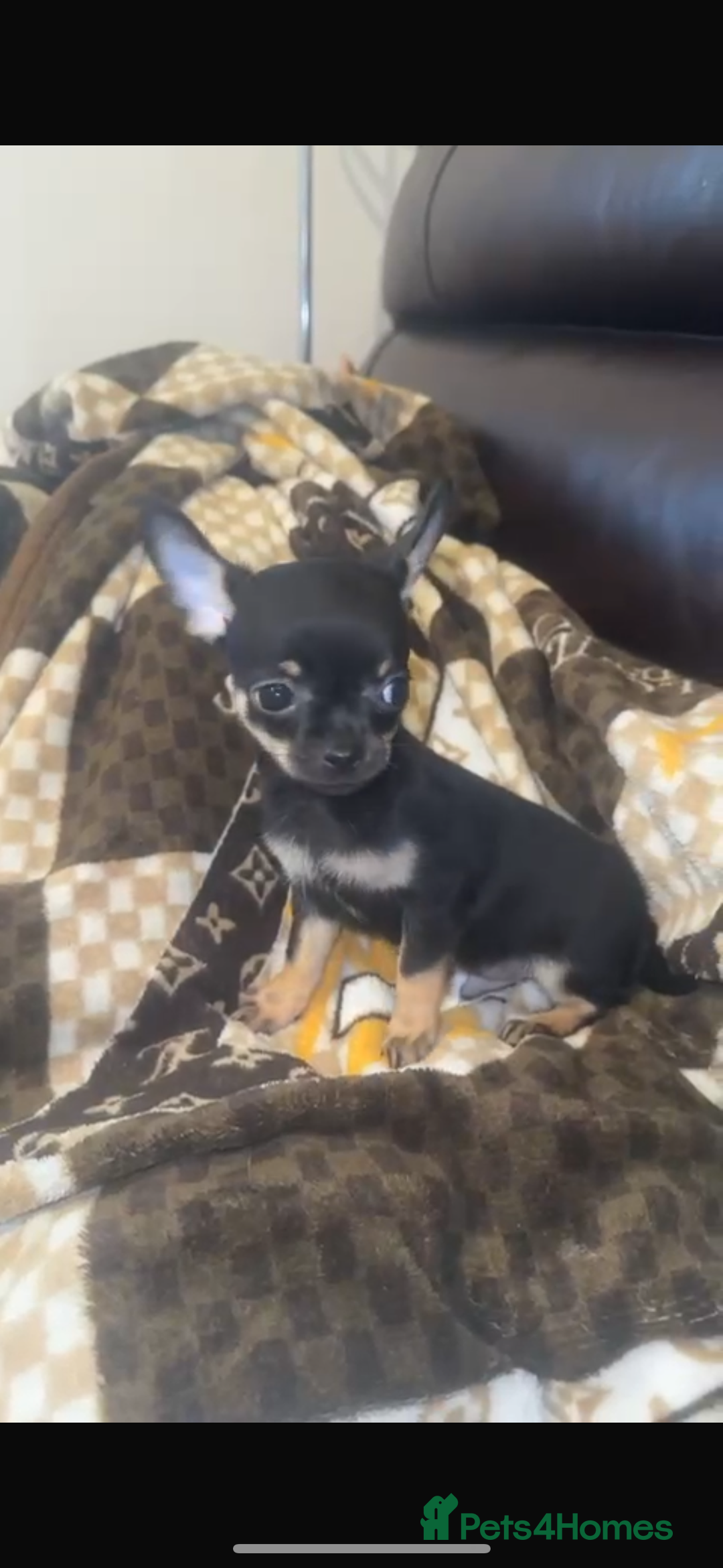 Chihuahua dogs for sale: READY NOW!! 2 girls 1 boy tiny chihuahuas  - Image 6