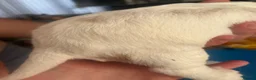 Cocker Spaniel dogs for sale: Two cocker spaniels born 07/07/26 🐾*white left* - Advert 4