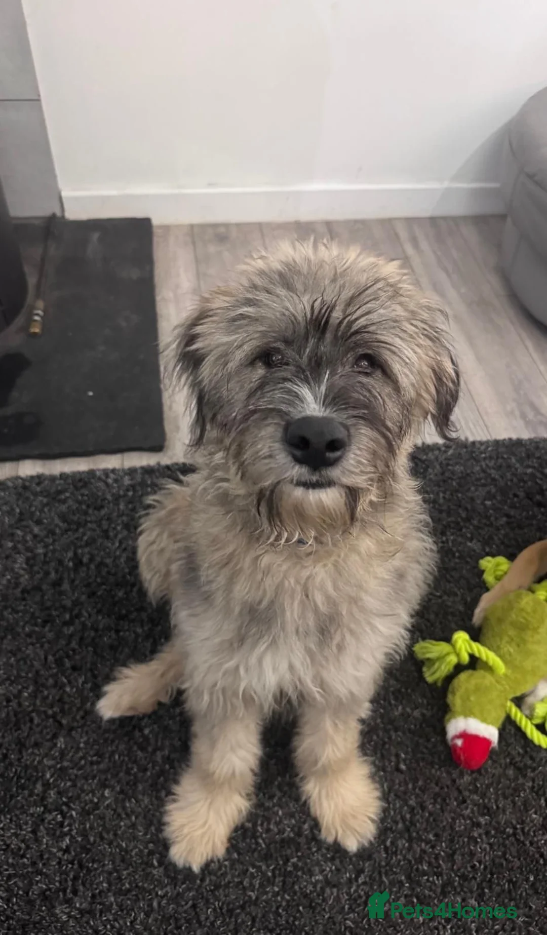 Mixed Breed dogs for adoption: Linus needs an experienced foster or forever home  - Advert 1