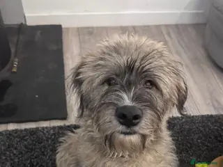 Mixed Breed dogs Linus needs an experienced foster or forever home - Advert 16