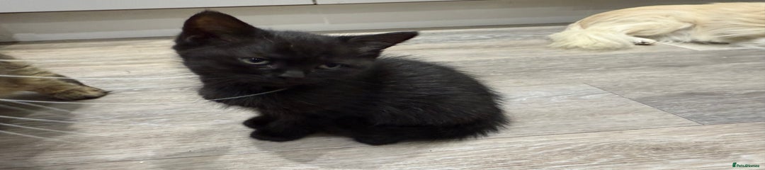 Persian Kitten 1