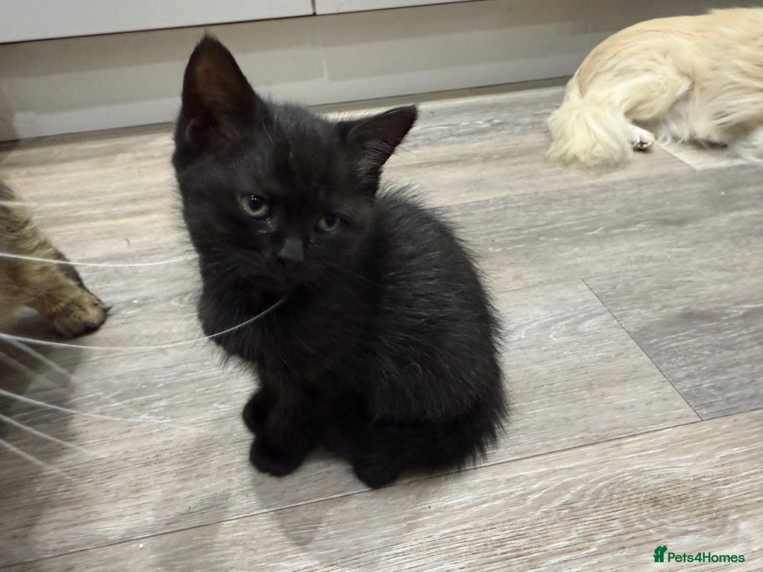 Persian cats for sale: Persian mix kittens for sale  - Image 4