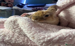 Mini Lop rabbits for sale: Mini lop Luna  - Image 1