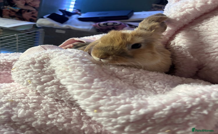 Mini Lop rabbits - Advert 1