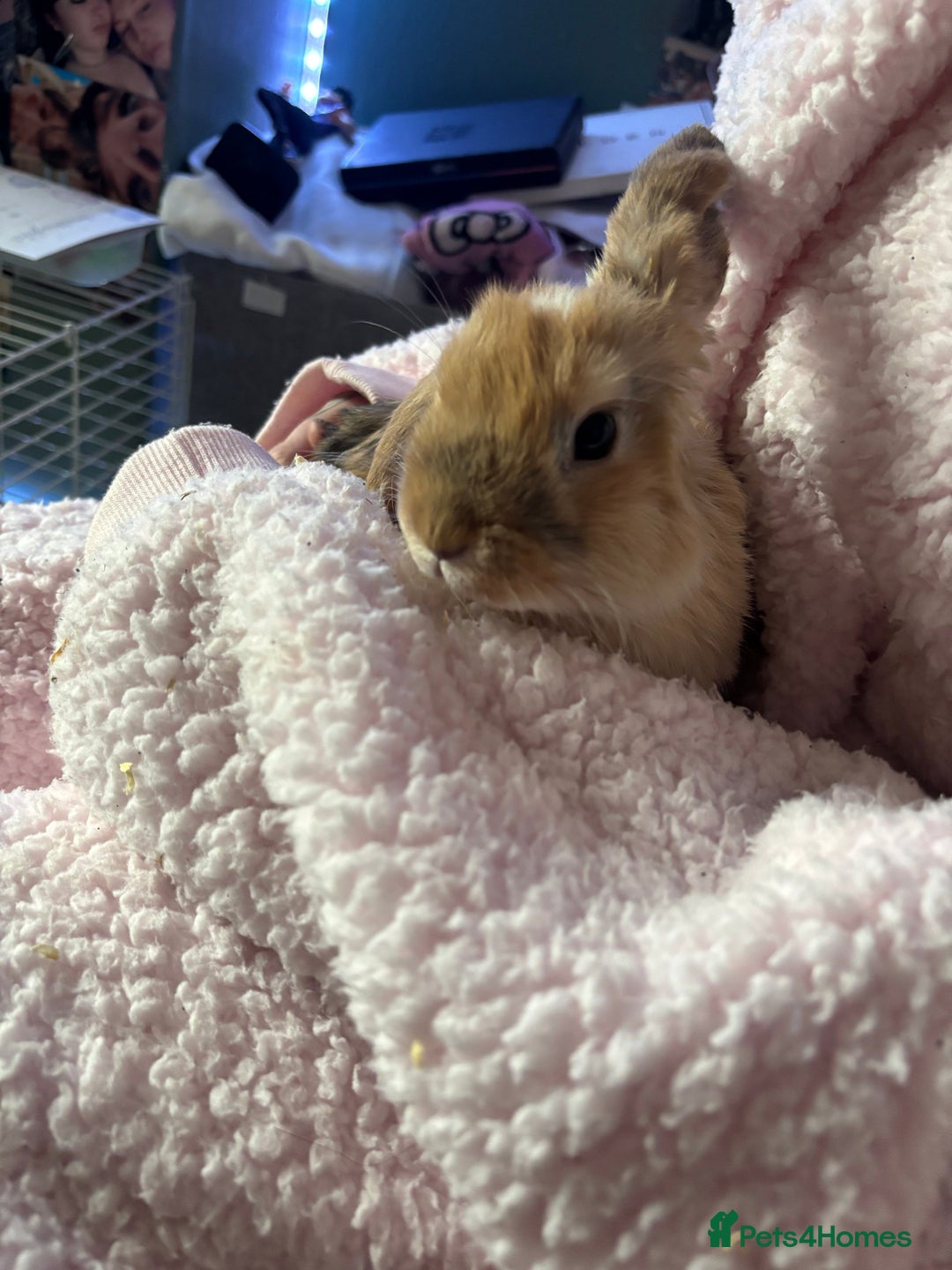 Mini Lop rabbits for sale: Mini lop Luna  - Image 1