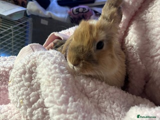 Mini Lop rabbits - Advert 10