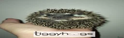 Pygmy Hedgehog rodents for sale: 4 Handsome Male African Pygmy Hedgehogs available  - Advert 9