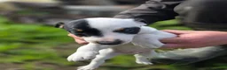 Jack Russell dogs for sale: Lovely Jack russell puppies - Advert 8