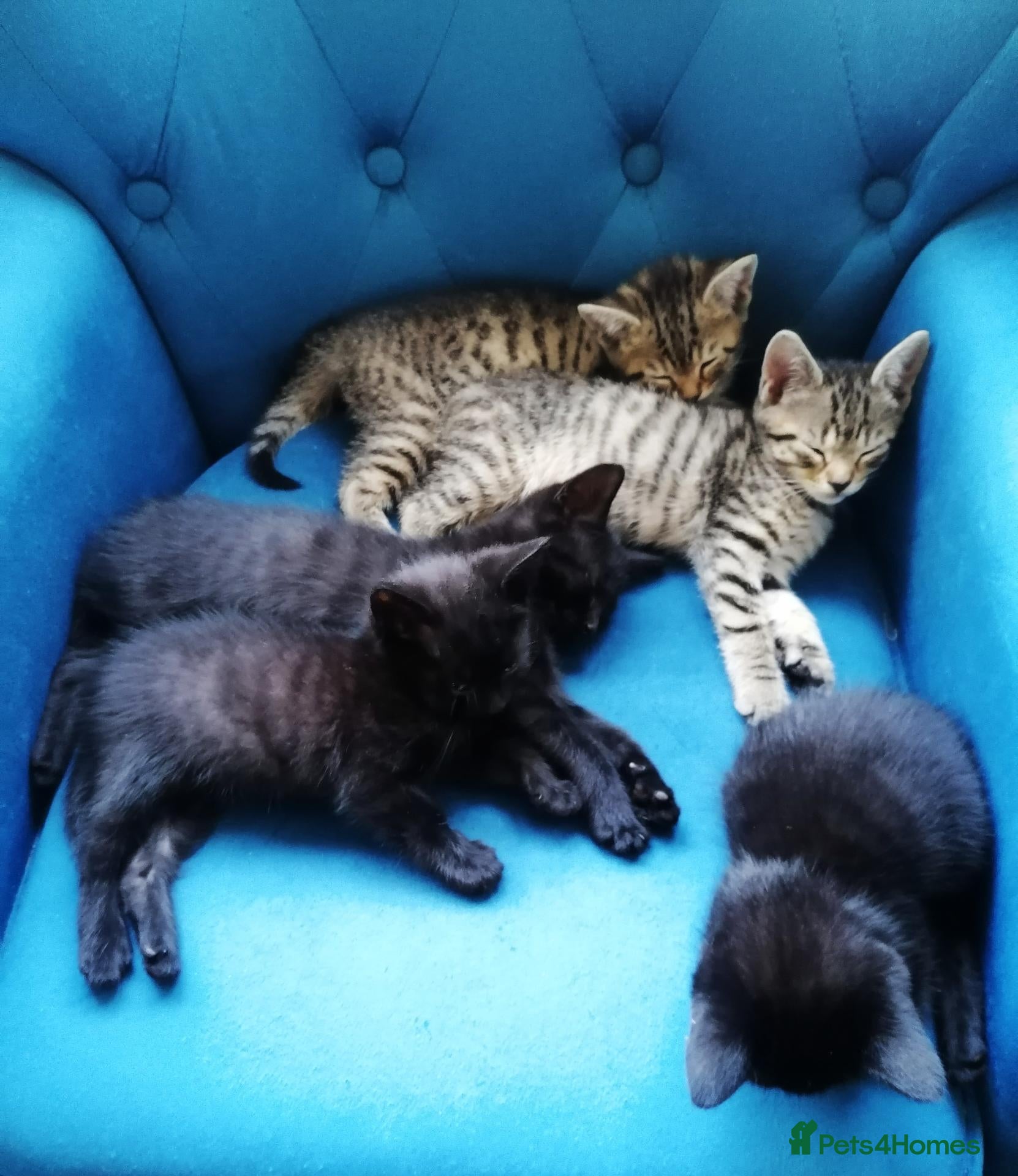 Mixed Breed cats 🐾 Gorgeous Tabby & Black Kittens – Ready Now! 🐾 - Advert 1