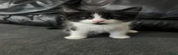 Mixed Breed cats for sale:     Cute Male Kitten in Slough - Advert 5