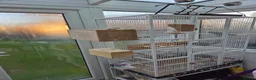 Budgerigars birds for sale: Pair budgies  - Advert 4