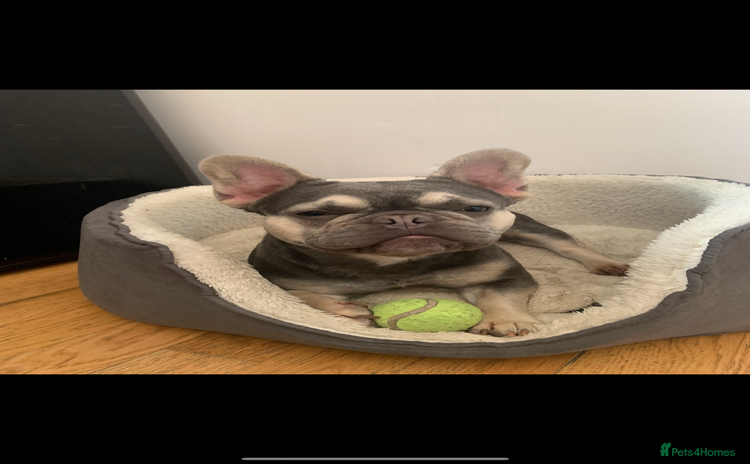 French Bulldog dogs - Advert 9