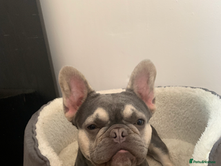 French Bulldog dogs for sale - Advert 1
