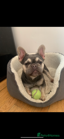 French Bulldog dogs - Advert 4