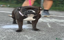 Staffordshire Bull Terrier dogs for sale: KC Staffordshire Bull Terrier - Image 11