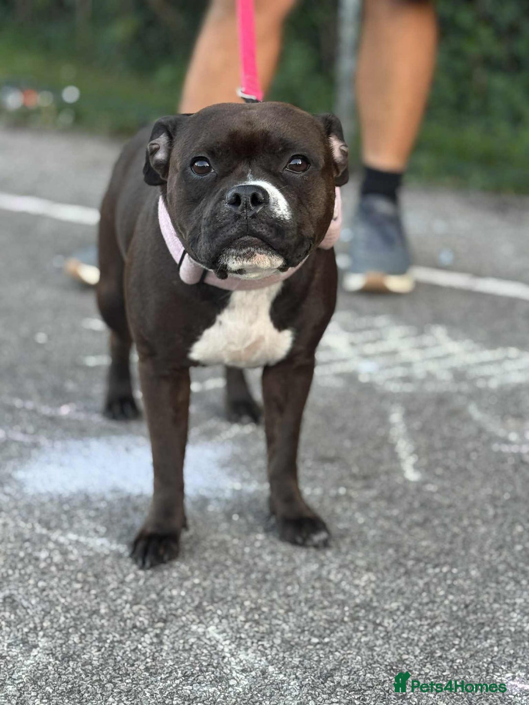 Staffordshire Bull Terrier dogs for sale: KC Staffordshire Bull Terrier - Image 11