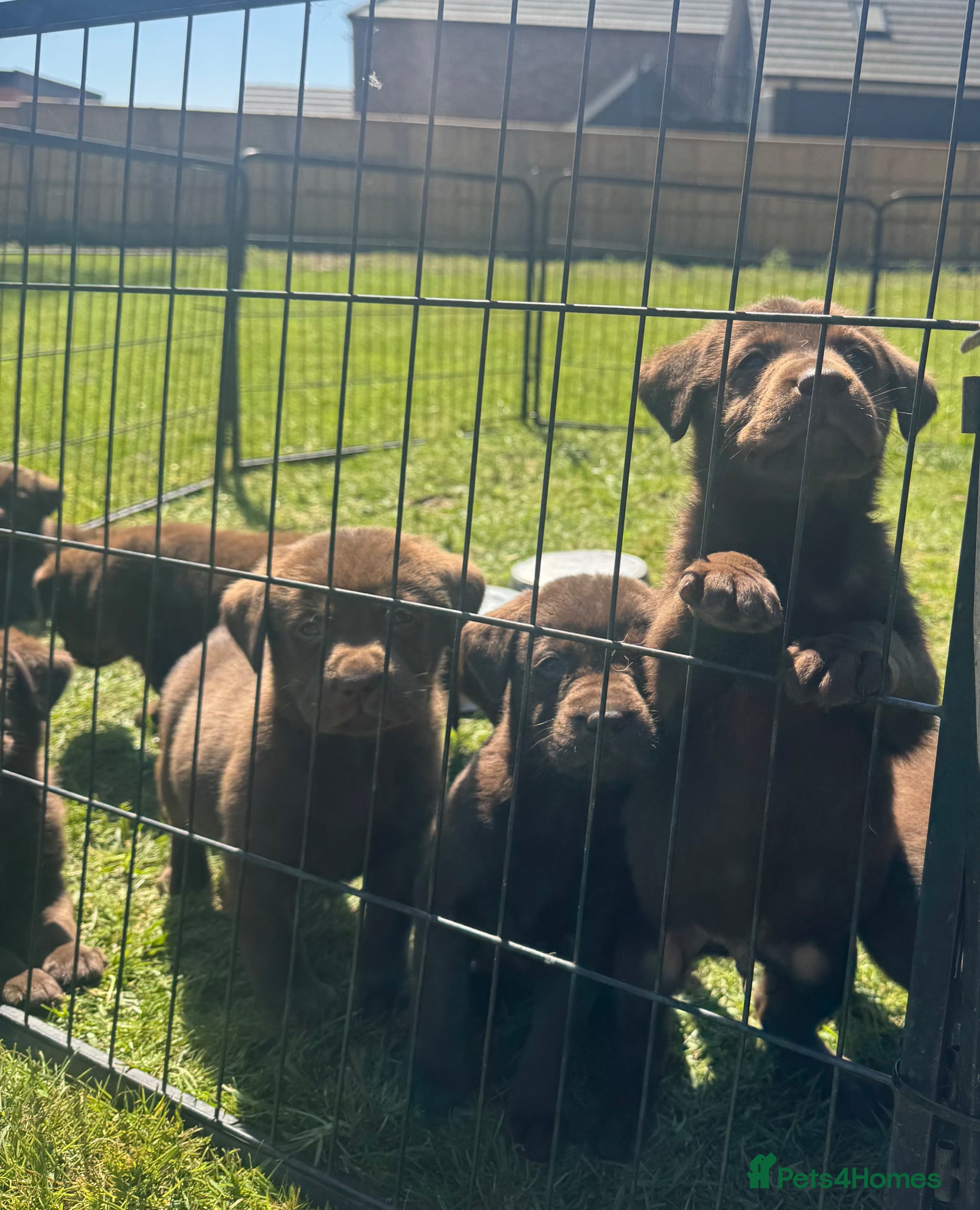 Labrador Retriever dogs KC chocolate Labrador puppies for sale - Advert 1