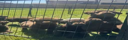 Labrador Retriever dogs for sale: KC chocolate Labrador puppies for sale - Advert 1