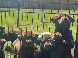 Labrador Retriever dogs KC chocolate Labrador puppies for sale - Advert 5