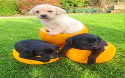 Labrador Retriever dogs for sale: Labrador puppies  - Image 6