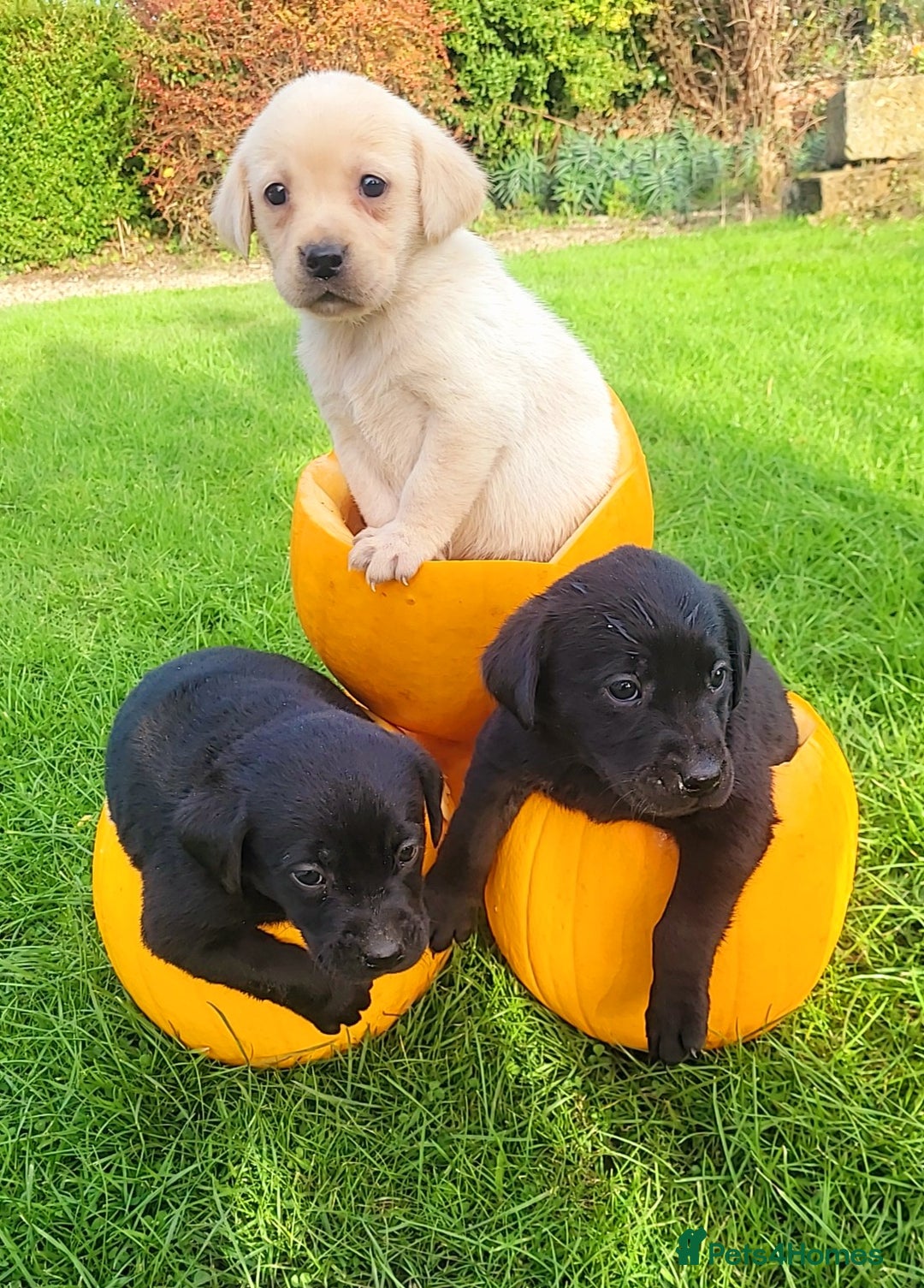 Labrador Retriever dogs for sale: Labrador puppies  - Image 6