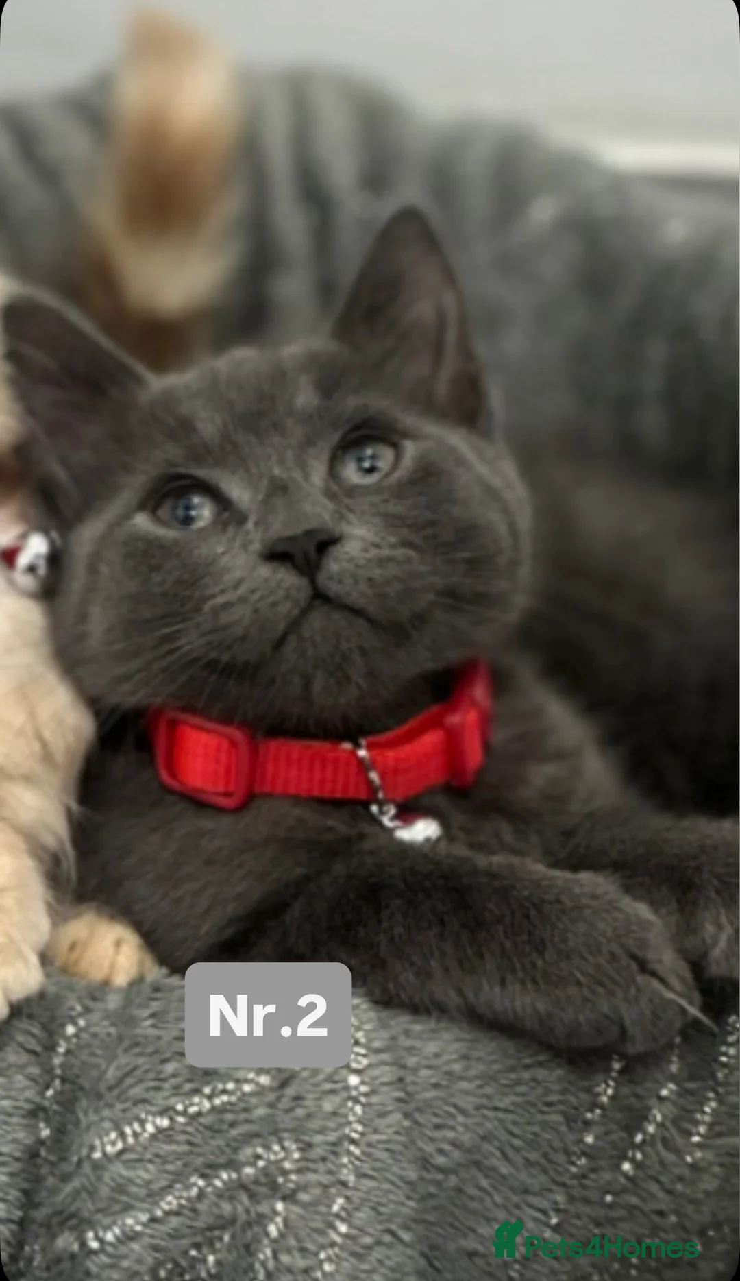 Maine Coon cats for sale: Adorable Half-Maine Coon Kittens - Advert 3