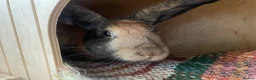 Mixed Breed rabbits for sale: Gorgeous male rabbit in Upminster - Advert 5