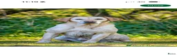 Labrador Retriever dogs for sale: KC Registered litter 1 chunky boy left - Advert 11