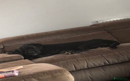 Mixed Breed dogs for sale: Looking for his forever home ♥️ - Image 2