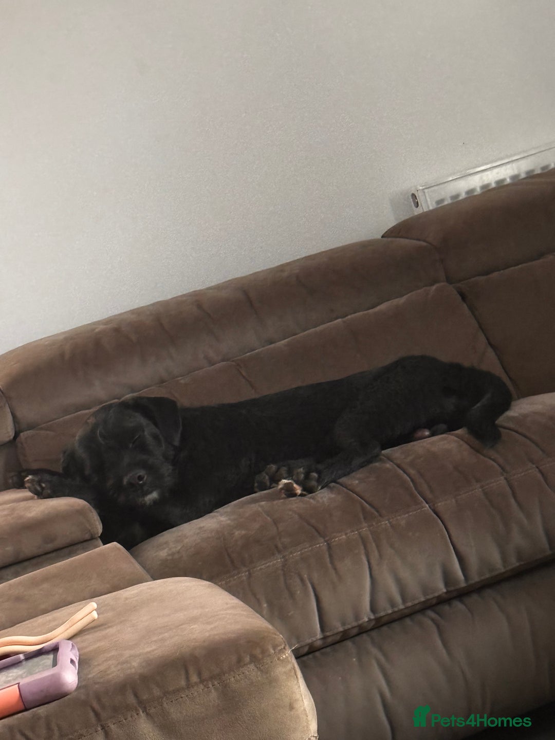 Mixed Breed dogs for sale: Looking for his forever home ♥️ - Image 2