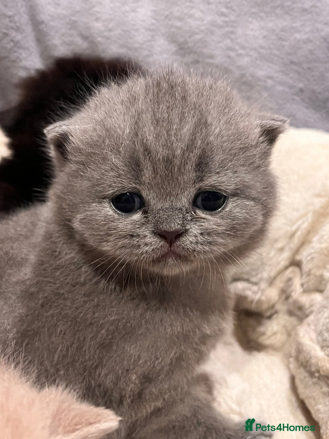 British Shorthair cats for sale: Multi-colour GCCF British Shorthair kittens  - Advert 14