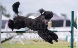 Standard Poodle dogs for sale: Black girl  - Image 5