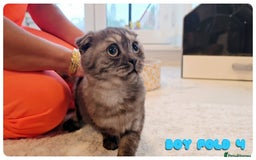 Scottish Fold cats for sale: Adorable scottish fold kittens - Image 20