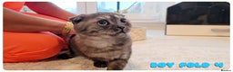 Scottish Fold cats for sale: Scottish fold - Advert 16