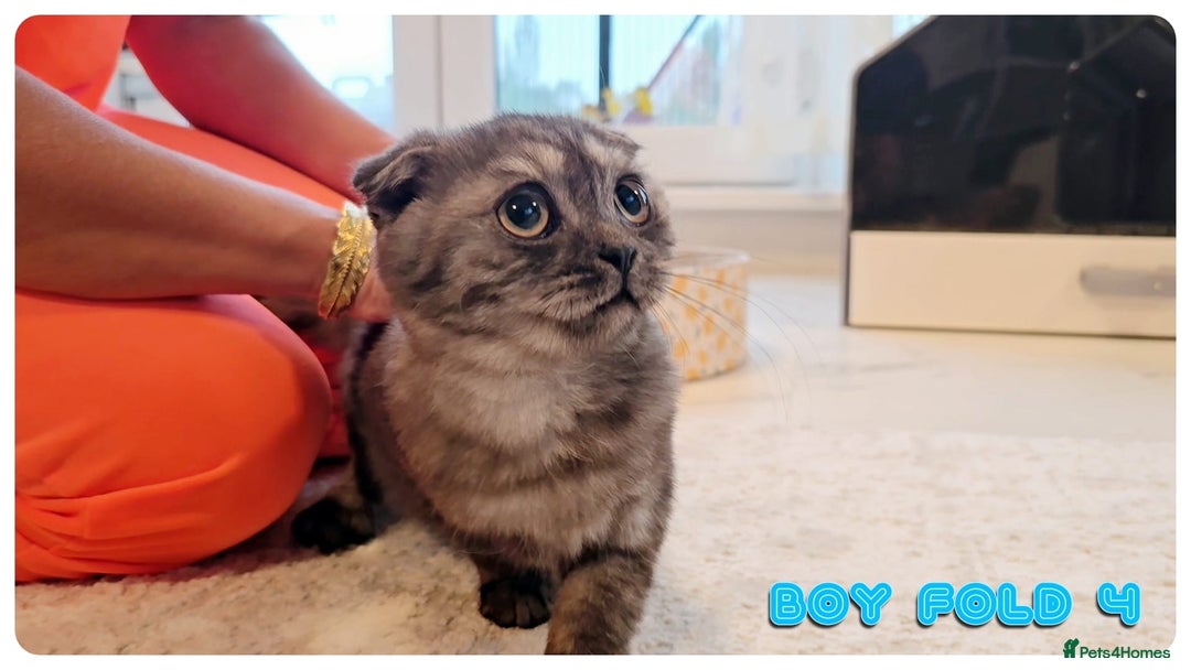 Scottish Fold cats for sale: Adorable scottish fold kittens - Image 20