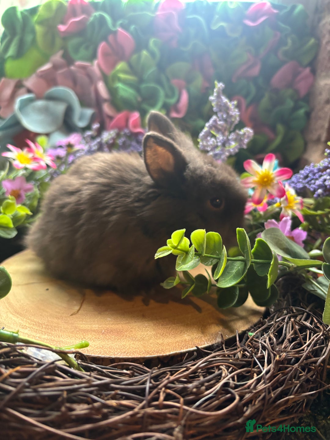 Mini Lion Lop rabbits for sale: Mini lion lops  - Advert 15