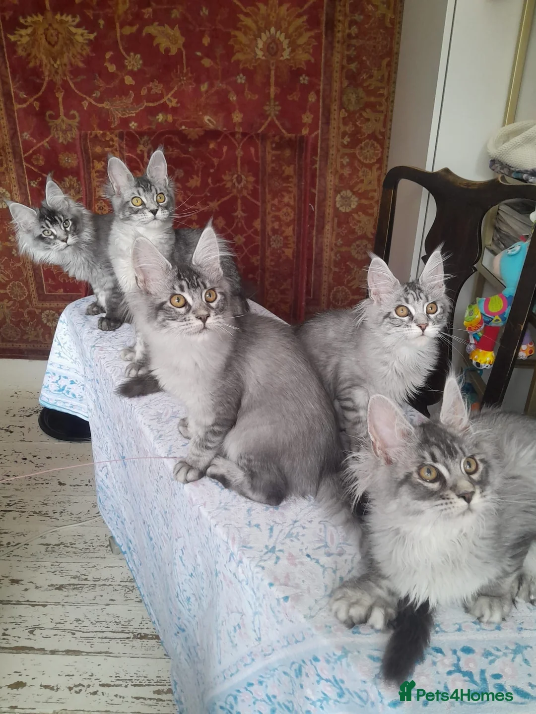 Maine Coon cats for sale: Black silver ticked gilrs&boys TICA maine coons - Advert 1