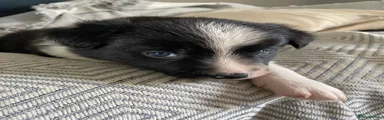 Border Collie 3