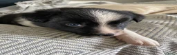 Border Collie dogs for sale: Border Collies Puppies in Lauder - Advert 8