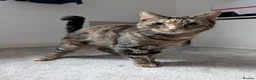 Mixed Breed cats for sale: Sister Siamese x short domestic in Rotherham - Advert 4