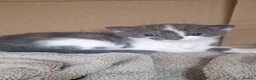 Russian Blue cats for sale: 3 Beautiful kittens ready to go in Lowestoft - Advert 6